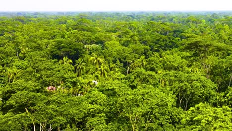 Tree-Canopies-On-Rainforest-In-The-Amazon---Aerial-Drone-Shot