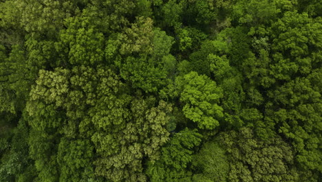Pantanos-Densamente-Forestales-En-El-Parque-Estatal-Big-Cypress-Tree-En-El-Condado-De-Welley,-Tennessee,-Estados-Unidos