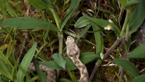 Schlange-In-Freier-Wildbahn-Im-Verzascatal