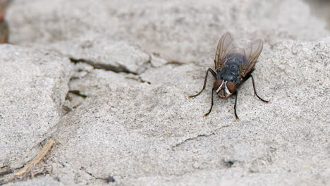 Close-up:-Common-Bottle-Fly-insect-stands-still-on-sandstone-boulder