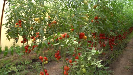 Vibrantes-Plantas-De-Tomate-Floreciendo-En-Un-Invernadero,-Frutas-Maduras-E-Inmaduras-Colgando