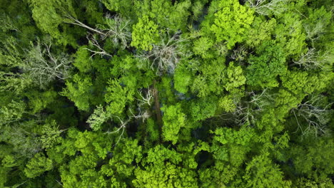 The-lush,-dense-greenery-in-big-cypress-tree-state-park,-tennessee,-usa,-aerial-view