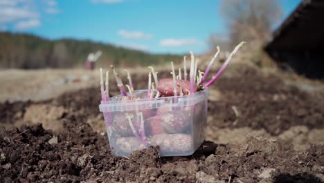 Sweet-Potatoes-With-Sprout-Ready-For-Planting-On-The-Soil-In-The-Garden