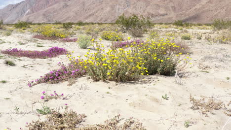 Beautiful-yellow-and-purple-wildflowers-in-the-fossil-beds-of-Anza-Borrego-State-Park,-orbiting-shot