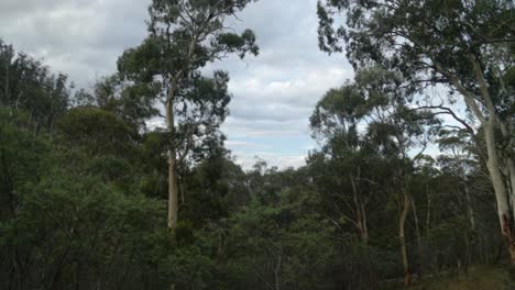 Hohe-Eukalyptusbäume-In-Einer-Schlucht-In-Den-Australischen-Alpen