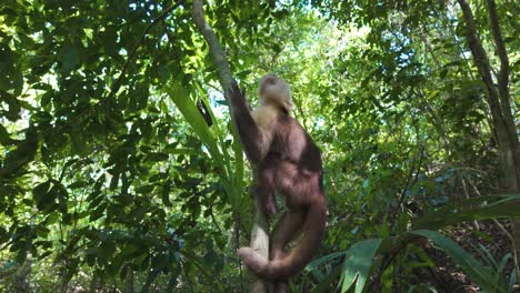 Retrato-De-Capuchino-De-Cara-Blanca-Alimentándose-En-La-Rama-De-Un-árbol-En-El-Parque-Nacional-Natural-Tayrona,-Colombia