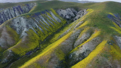 El-Monumento-Nacional-Carrizo-Plain-Foothills-Está-Cubierto-De-Parches-De-Flores-Silvestres-Amarillas-Y-Verdes.