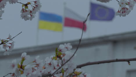 A-closer-view-of-the-Ukrainian,-Polish,-and-EU-flags-on-a-rooftop,-swaying-gently-against-an-overcast-sky