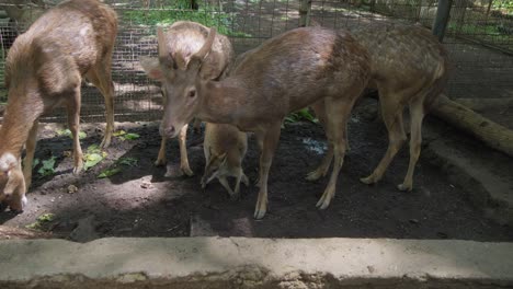 Red-necked-wallabies-and-Javan-rusa-deer-spending-time-together-in-a-shared-enclosure