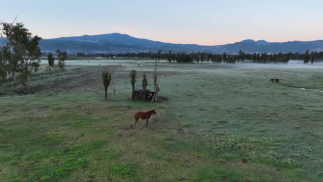 Horse-walking-on-the-wetlands-of-Xochimilco,-foggy-sunrise-in-Mexico---Aerial-view