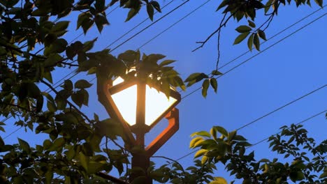 Glowing-street-lamp-among-lush-leaves-against-a-blue-sky-backdrop,-late-evening