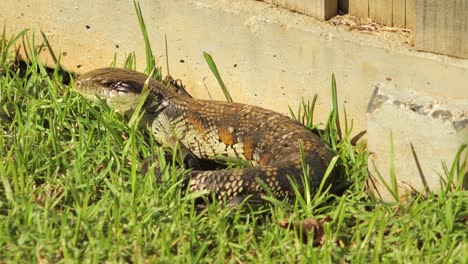 Lagarto-De-Lengua-Azul-Descansando-Junto-A-Una-Valla-De-Piedra-En-El-Jardín-Mueve-La-Cabeza-Mira-Hacia-Arriba