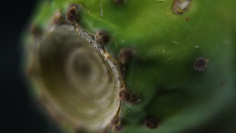 Macro-detailed-video-of-a-sabra-cactus,-green-tropical-fruit,-smooth-slide-backwards-movement,-slow-motion-120fps