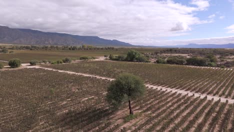 Hermoso-Y-Sereno-Viñedo-De-Torrontés-En-Cafayate,-Salta,-Argentina,-Reconocido-Mundialmente-Por-Sus-Vinos-De-Altura.