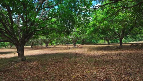 Pov-shot-of-mango-trees-forest-during-sunny-day-in-province-of-South-Cotabato,-Philippines