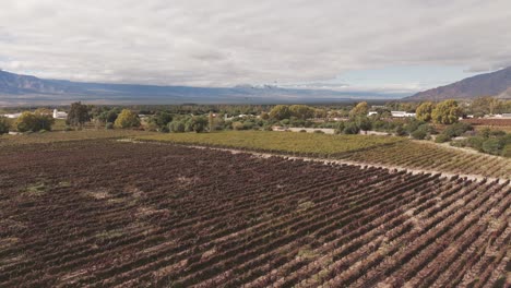 Flying-over-beautiful-vineyards-in-Cafayate,-Salta,-with-birds-passing-by-in-the-foreground