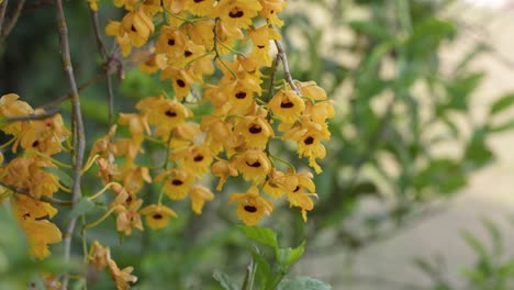 Yellow-colored-wild-orchid-flowers-bloomed-on-the-tree