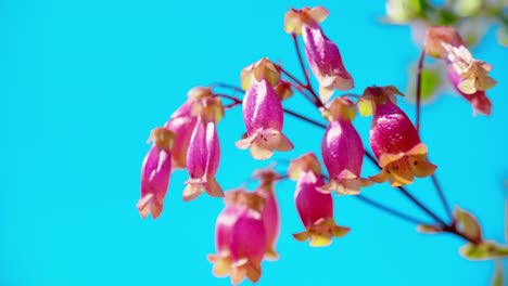 Diese-Bezaubernde-Szene-Fängt-Die-Ausstrahlung-Einer-In-Sonnenlicht-Getauchten-Kalanchoe-Pflanze-Ein,-Eingebettet-In-üppiges-Grünes-Gras-Unter-Einem-Baldachin-Aus-Klarem,-Azurblauem-Himmel