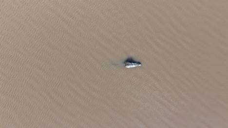 Tierwelt-Von-Oben.-Schwarze-Kaimane-In-Einem-Teich