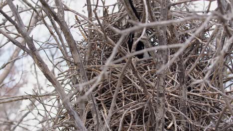 Partly-obscured-Magpie-bird-disappears-into-large-twig-nest-in-tree