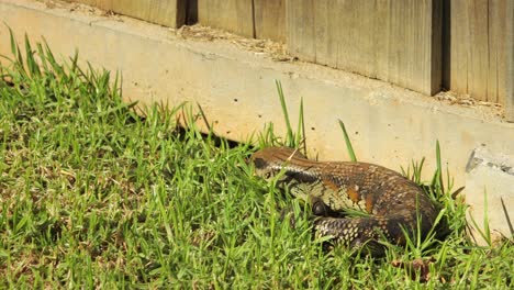 Blue-Tongue-Lizard-Resting-Curled-Up-By-Stone-Fence-In-Garden-Moving