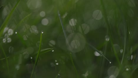 Macro-Singular-Focal-On-Strand-Of-Dark-Green-Grass-With-Dew-On-It