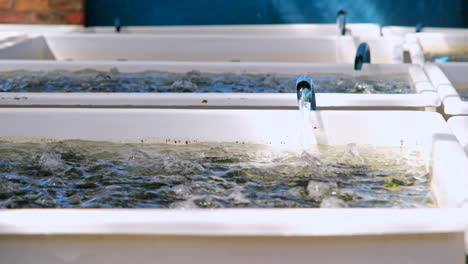 El-Agua-De-Mar-Fluye-Desde-La-Tubería-De-Pvc-Azul-Hacia-El-Tanque-De-Abulón-Burbujeante,-Acuicultura