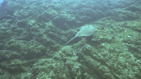 Stingray-swims-between-algae-covered-boulders-swimming-and-rising