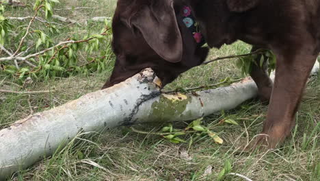 Adorable-senior-pet,-Labrador-dog-enjoys-chewing-on-very-large-stick