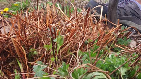 Sticking-a-shovel-into-the-ground-preparing-to-lift-a-plant