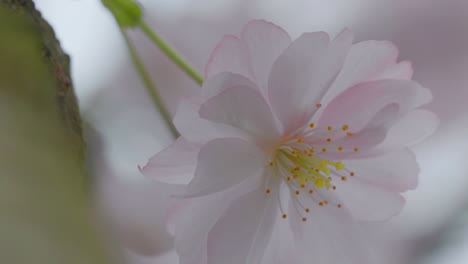 Foto-Macro-De-Una-Flor-Rosa-Claro-Que-Muestra-Detalles-Intrincados-Como-Polen-Amarillo-Y-Pétalos-Suaves,-Sobre-Un-Fondo-Borroso