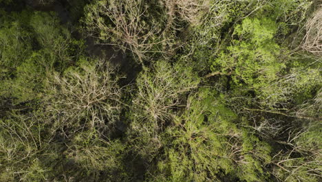 Aerial-View-Of-Forest-Trees-At-William-B