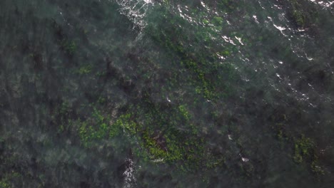 Birdseye-rise-and-spin-view-of-stunning-blue-water-with-seaweed-in-San-Diego,-California-on-a-sunny-day