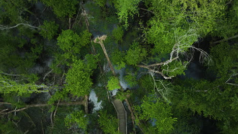 Árboles-Caídos-A-Lo-Largo-De-Senderos-En-El-Parque-Estatal-Big-Cypress-Tree,-Condado-De-Weilley,-Tennessee,-EE.UU.