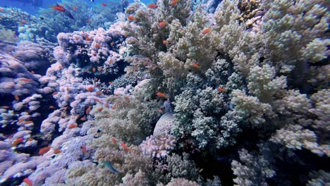 Colorful-Fishes-And-Coral-Reefs-Under-Red-Sea-In-Dahab,-Egypt