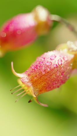 Esta-Encantadora-Escena-Captura-El-Resplandor-De-Una-Planta-Kalanchoe-Bañada-Por-La-Luz-Del-Sol,-Enclavada-En-Medio-De-Una-Exuberante-Hierba-Verde-Bajo-Un-Dosel-De-Cielos-Despejados-Y-Azules.