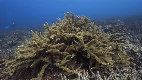 Tropisches-Korallenriff,-Die-Kamera-Schwimmt-Langsam-über-Einer-Wunderschönen-Korallenformation