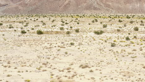 Anza-Borrego-Sommer-Gelbe-Blumen-Sonnenblume-Wildblume