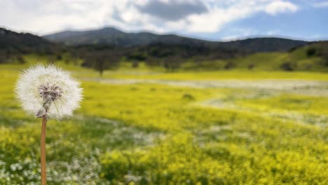 Vemos-En-Primer-Plano-Una-Planta-Llamada-Diente-De-León-Que-Al-Girarla-Suelta-Sus-Semillas-Impulsadas-Por-El-Aire,-Dejando-Una-Hermosa-Pradera-Llena-De-Flores-Amarillas-Y-Blancas-En-Avila,-España