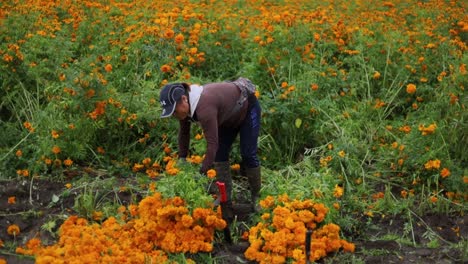 Mujer-Campesina-Seleccionando-Las-Mejores-Flores-De-Caléndula-Y-Preparando-Ramos-Para-Venderlos-En-Los-Mercados-Locales.