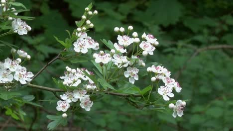 Weißdorn,-Crataegus-Monogyna,-In-Voller-Blüte,-Crataegus-Monogyna