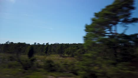 Blurry-pine-trees-pass-by,-from-moving-car-on-sunny-day-in-Gotland,-Sweden