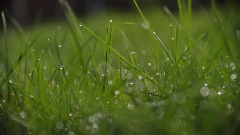 Macro-Ground-Shot-Of-Green-Wet-Grass