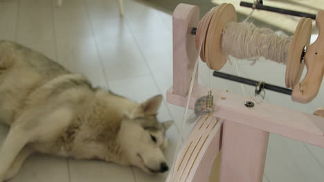 Husky-dog-sleeps-in-background-as-modern-spinning-wheel-spins-yarn