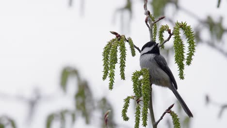 Cute-Chickadee-bird-feeds-on-fresh-poplar-tree-catkins-on-small-branch