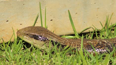 Blue-Tongue-Lizard-Close-Up-Blinking-Going-To-Sleep-Sitting-By-Fence-In-Garden