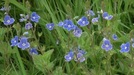 Germander-Speedwell,-Veronica-chamaedrys-flowing-in-a-hedgerow