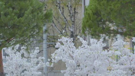A-vibrant-display-of-white-blossoms-covers-a-tree,-standing-out-against-a-backdrop-of-pine-trees-and-a-faintly-urban-setting