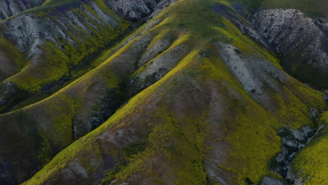 Beautiful-Yellow-blooming-wildflowers_drone-view.