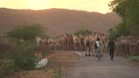 Eine-Herde-Kamele-Mit-Ihren-Hirten-Wandern-Bei-Sonnenuntergang-Am-Abend-In-Nordindien-Eine-Hügelige-Straße-Hinunter